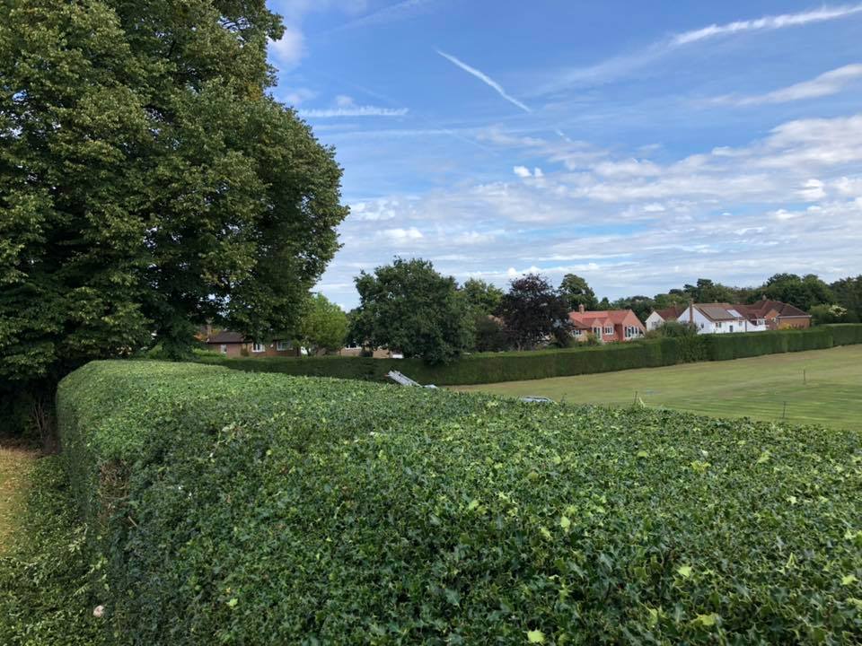 hedge trimming at st andrews school